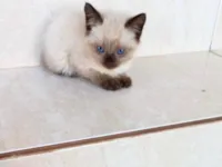 Gato raça Siamês idade Abaixo de 2 meses nome Kimi bb50dias 