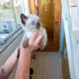 Gato ra a Siamês idade Abaixo de 2 meses nome Hana bb50dias Linda 