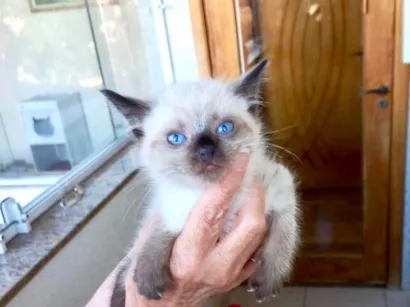 Gato ra a Siamês idade Abaixo de 2 meses nome Hana bb50dias Linda 