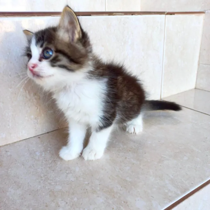 Gato ra a SRD-ViraLata idade Abaixo de 2 meses nome Pompom bb50dias 