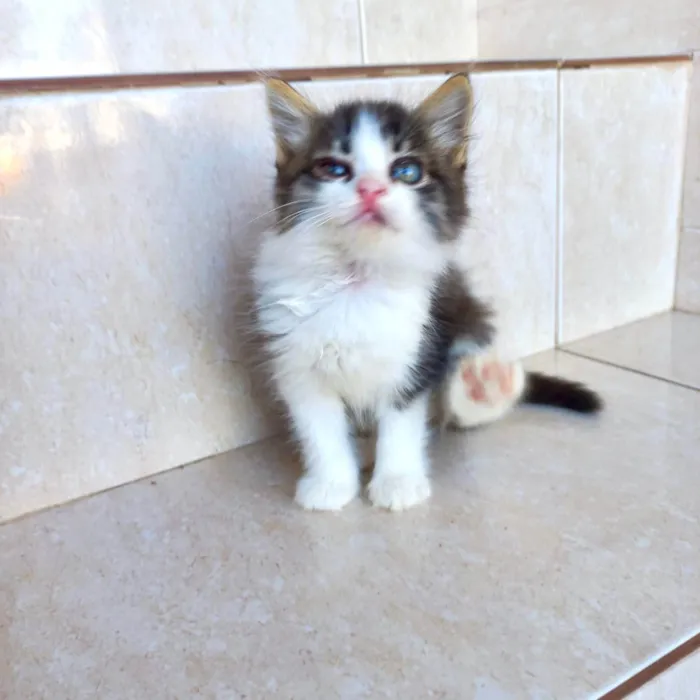 Gato ra a SRD-ViraLata idade Abaixo de 2 meses nome Pompom bb50dias 