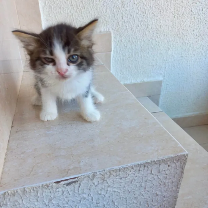 Gato ra a SRD-ViraLata idade Abaixo de 2 meses nome Pompom bb50dias 