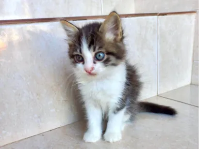 Gato raça SRD-ViraLata idade Abaixo de 2 meses nome Pompom bb50dias 