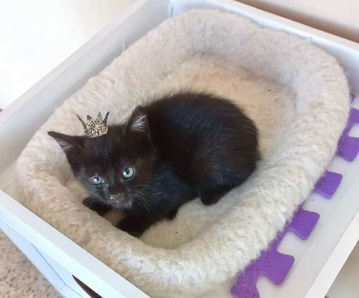 Gato ra a SRD-ViraLata idade Abaixo de 2 meses nome Velvet bb50dias lindo 