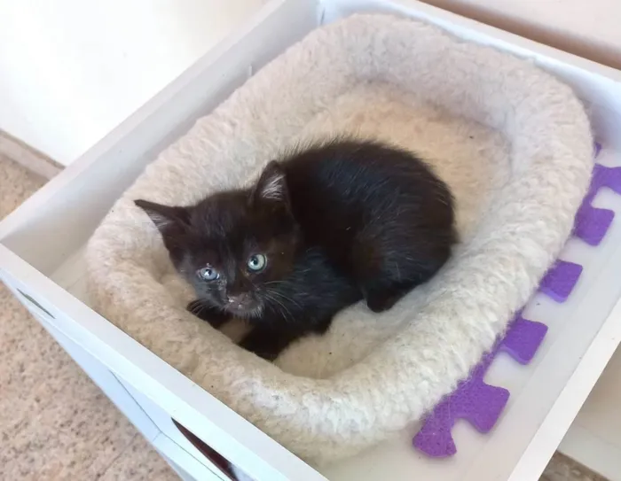 Velvet bb50dias lindo 