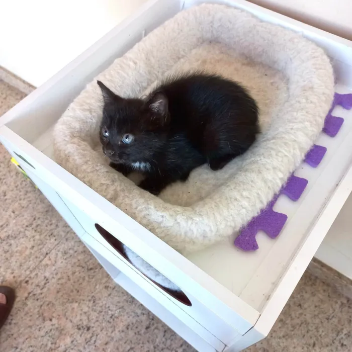 Velvet bb50dias lindo 