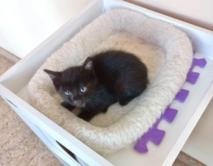 Gato ra a SRD-ViraLata idade Abaixo de 2 meses nome Velvet bb50dias lindo 