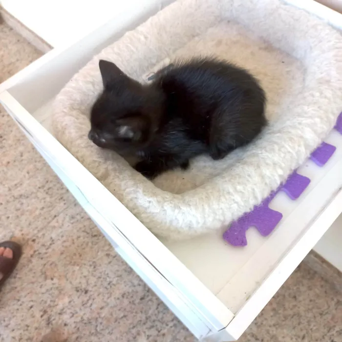 Gato ra a SRD-ViraLata idade Abaixo de 2 meses nome Velvet bb50dias lindo 