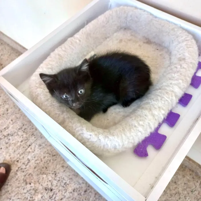 Gato ra a SRD-ViraLata idade Abaixo de 2 meses nome Velvet bb50dias lindo 