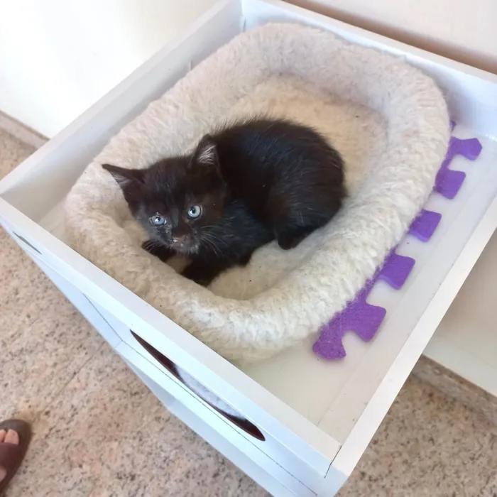 Gato ra a SRD-ViraLata idade Abaixo de 2 meses nome Velvet bb50dias lindo 