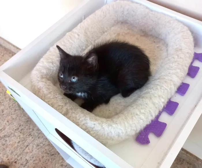 Gato ra a SRD-ViraLata idade Abaixo de 2 meses nome Velvet bb50dias lindo 