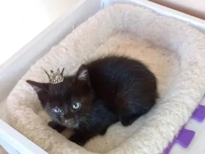 Gato raça SRD-ViraLata idade Abaixo de 2 meses nome Velvet bb50dias lindo 