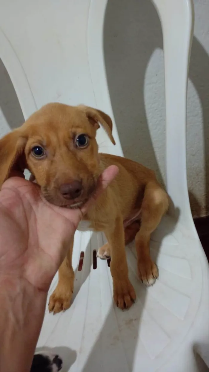 Cachorro ra a SRD-ViraLata idade 2 a 6 meses nome Thor