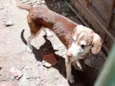 Cachorro ra a SRD-ViraLata idade 2 a 6 meses nome Gregue