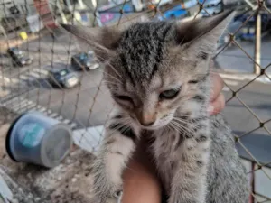 Gato ra a SRD-ViraLata idade 2 a 6 meses nome Caneca/Caolho/Totosa