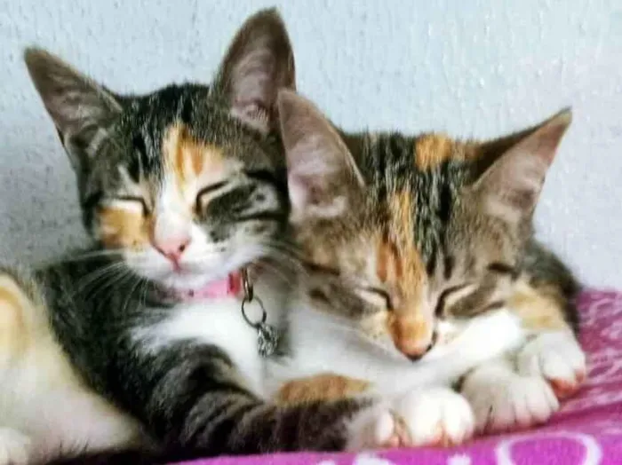 Gato raça SRD-ViraLata idade 2 a 6 meses nome MA E MI TRICOLOR