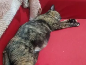 Gato raça SRD-ViraLata idade 1 ano nome Filomena