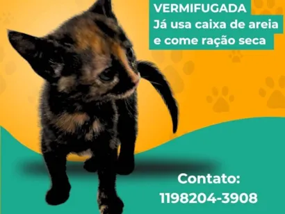 Gato ra a SRD-ViraLata idade 2 a 6 meses nome Sion