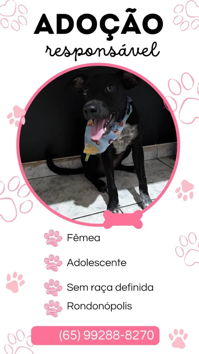 Cachorro ra a SRD-ViraLata idade 2 a 6 meses nome Estrela