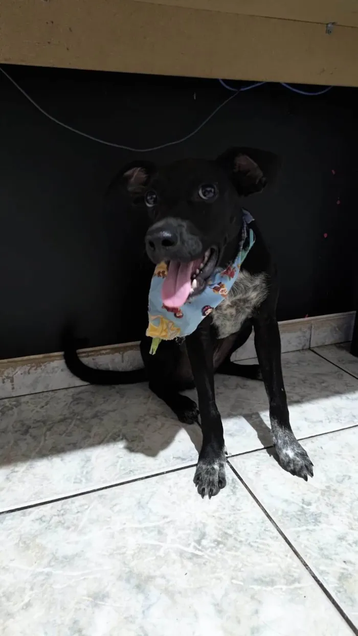 Cachorro ra a SRD-ViraLata idade 2 a 6 meses nome Estrela