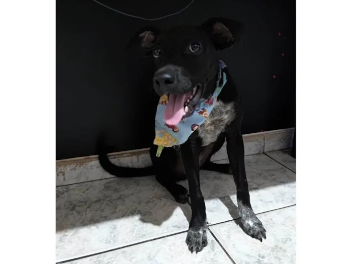 Cachorro ra a SRD-ViraLata idade 2 a 6 meses nome Estrela