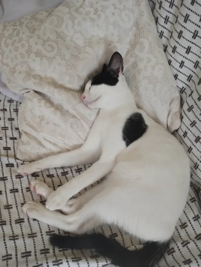 Gato ra a SRD-ViraLata idade 2 a 6 meses nome Pérola 