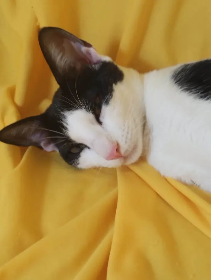 Gato ra a SRD-ViraLata idade 2 a 6 meses nome Pérola 