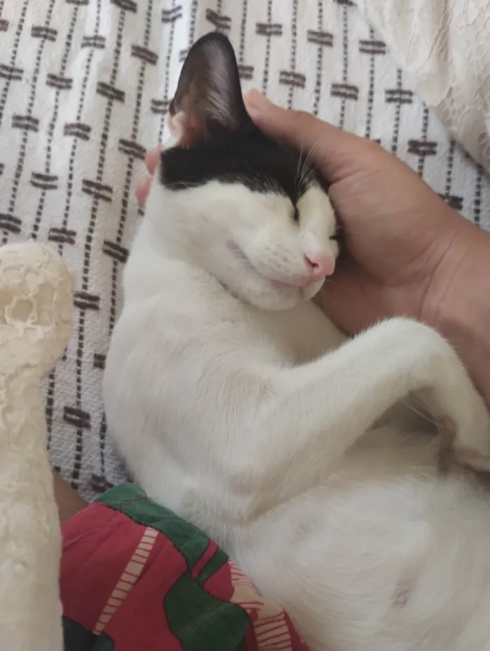 Gato ra a SRD-ViraLata idade 2 a 6 meses nome Pérola 