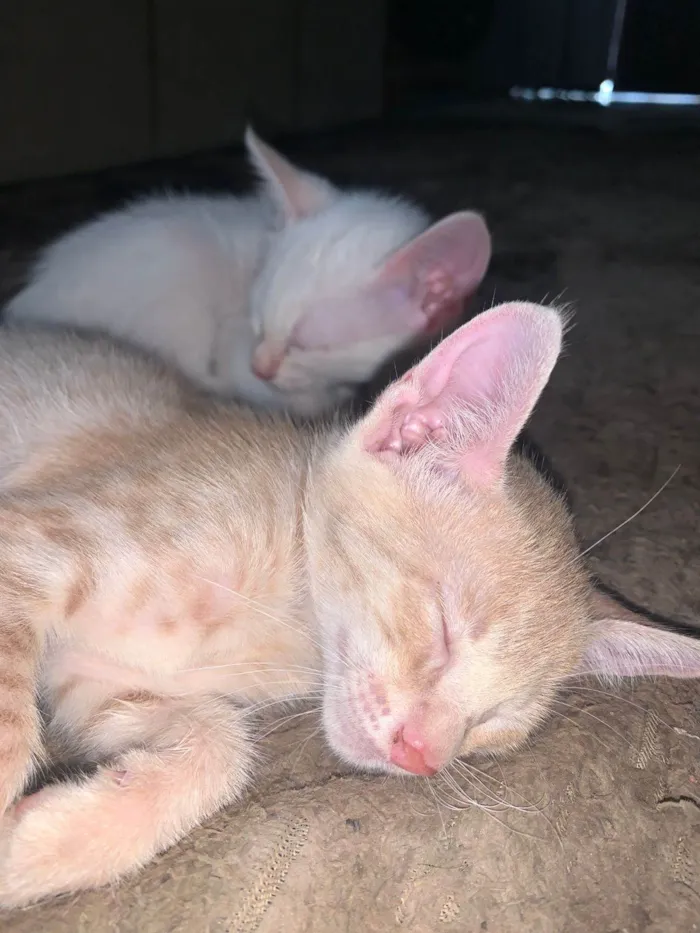 Gato ra a SRD-ViraLata idade Abaixo de 2 meses nome Marronzinha