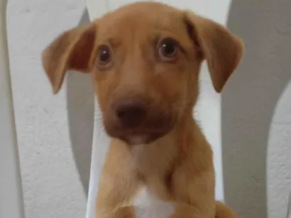 Cachorro raça SRD-ViraLata idade 2 a 6 meses nome Thor