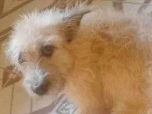 Cachorro raça SRD-ViraLata idade 3 anos nome Mel