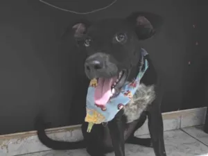 Cachorro raça SRD-ViraLata idade 2 a 6 meses nome Estrela