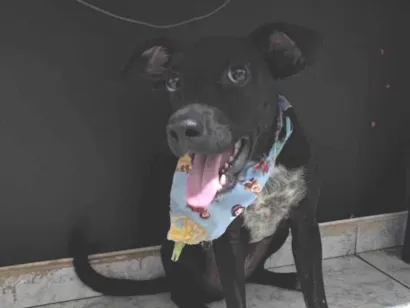 Cachorro raça SRD-ViraLata idade 2 a 6 meses nome Estrela