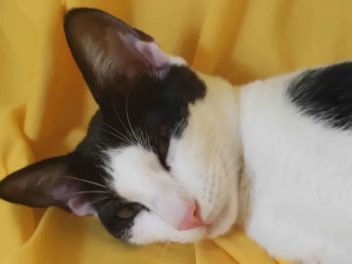 Gato ra a SRD-ViraLata idade 2 a 6 meses nome Pérola 