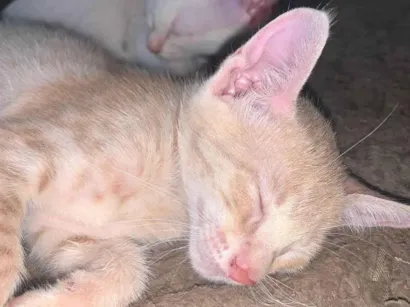 Gato raça SRD-ViraLata idade Abaixo de 2 meses nome Marronzinha