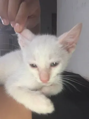 Gato raça SRD-ViraLata idade Abaixo de 2 meses nome Branquinho