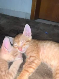 Gato raça SRD-ViraLata idade Abaixo de 2 meses nome Amarelinha