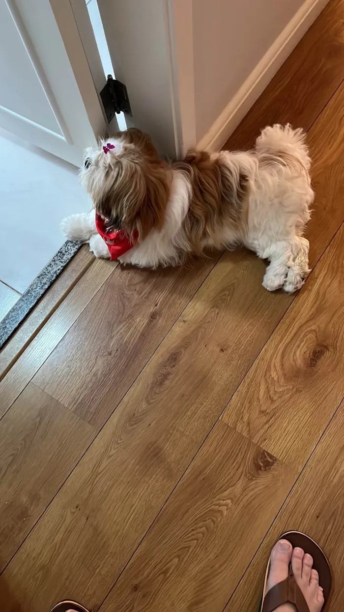 Cachorro ra a Shitzu idade 7 a 11 meses nome Filó