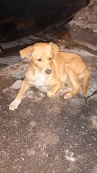 Cachorro ra a SRD-ViraLata idade 7 a 11 meses nome Pérola 