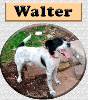 Cachorro raça SRD-ViraLata idade 6 ou mais anos nome Walter