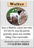 Cachorro ra a SRD-ViraLata idade 6 ou mais anos nome Walter