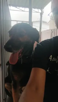 Cachorro raça SRD-ViraLata idade 5 anos nome Jimmy