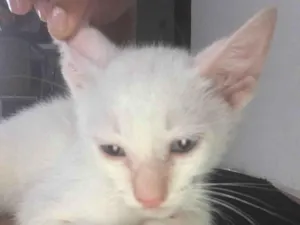 Gato raça SRD-ViraLata idade Abaixo de 2 meses nome Branquinho
