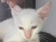 Gato raça SRD-ViraLata idade Abaixo de 2 meses nome Branquinho