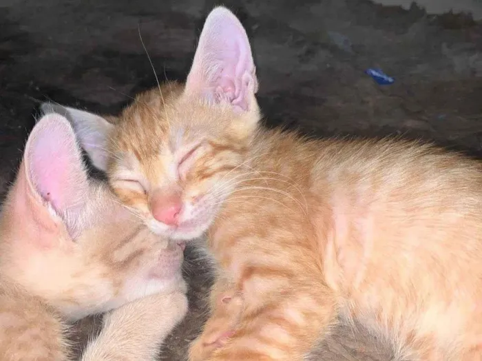 Gato raça SRD-ViraLata idade Abaixo de 2 meses nome Amarelinha