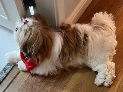 Cachorro raça Shitzu idade 7 a 11 meses nome Filó