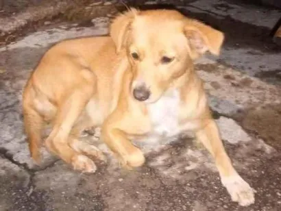 Cachorro raça SRD-ViraLata idade 7 a 11 meses nome Pérola 