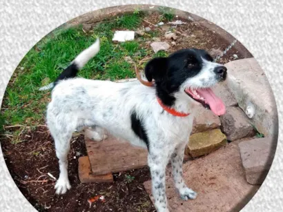 Cachorro raça SRD-ViraLata idade 6 ou mais anos nome Walter