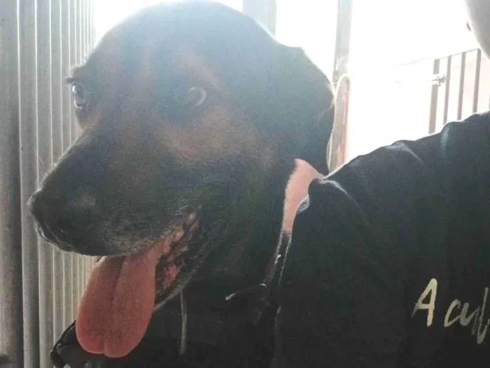 Cachorro raça SRD-ViraLata idade 5 anos nome Jimmy
