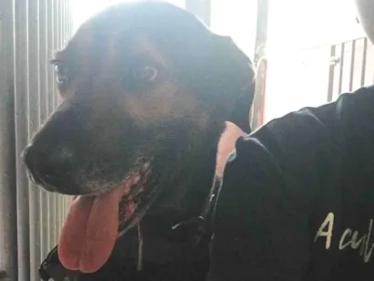 Cachorro raça SRD-ViraLata idade 5 anos nome Jimmy